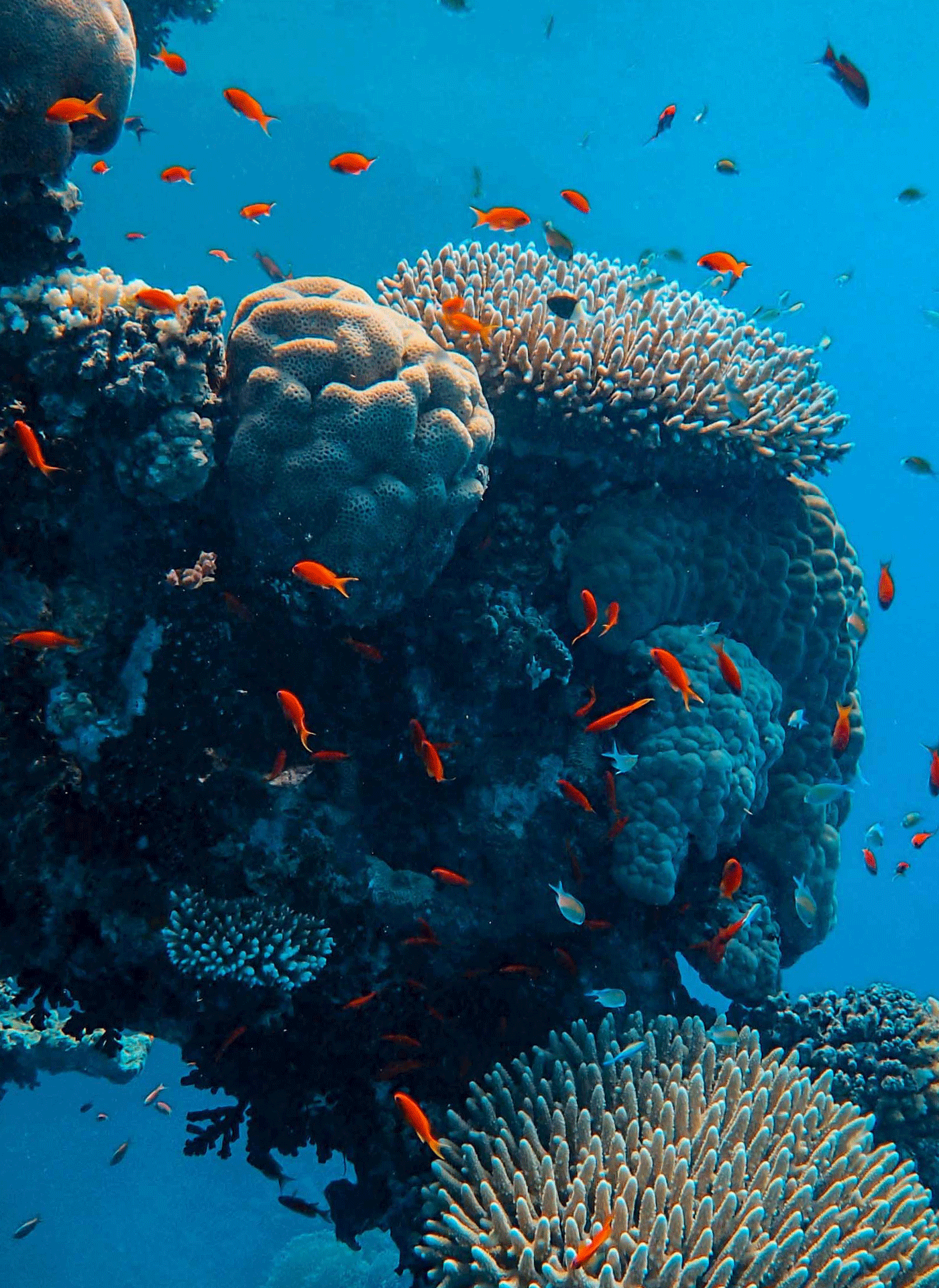 La Grande Barrière de corail, au large de la côte du Queensland au nord-est de l'Australie, est le plus grand écosystème sur Terre, et est même visible de l'espace.