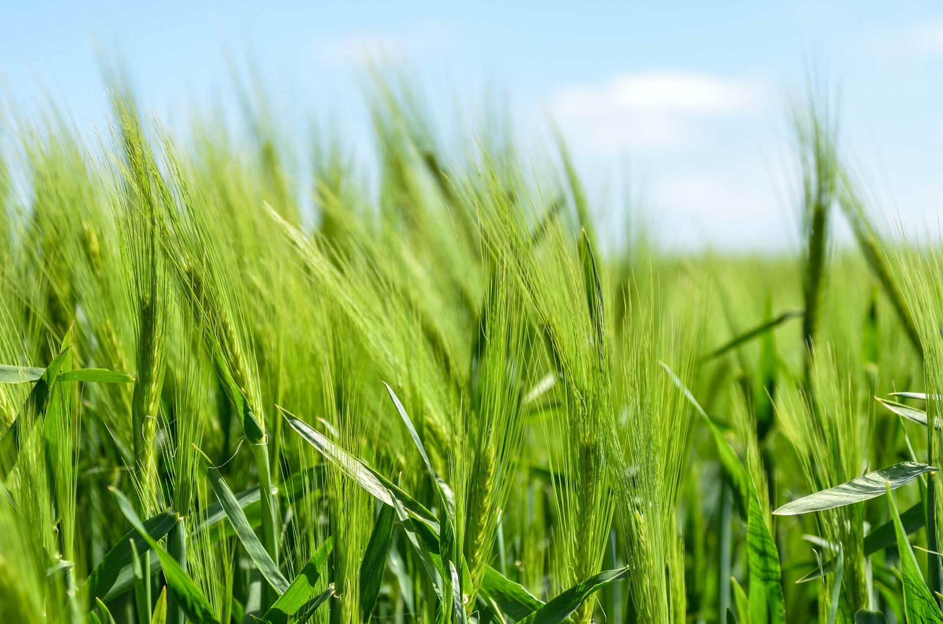 Análise da exploração, Planificação produtiva, Estudo de viabilidade, Soluções de Gestão Agrícola e industrial, Financiamento e Investimento.