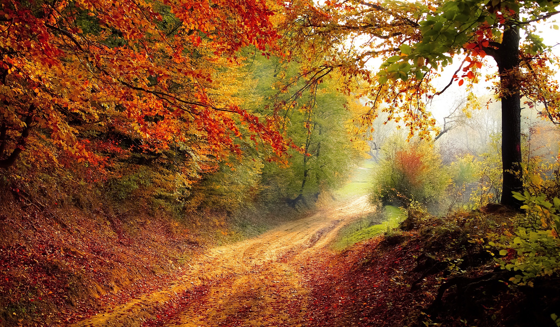 Autumn tree path