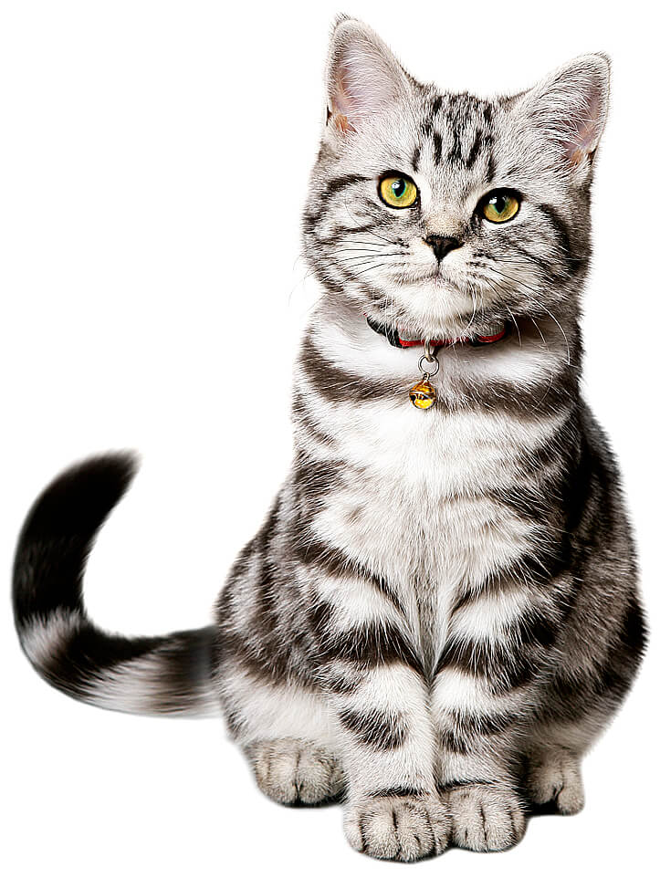 gattino tigrato