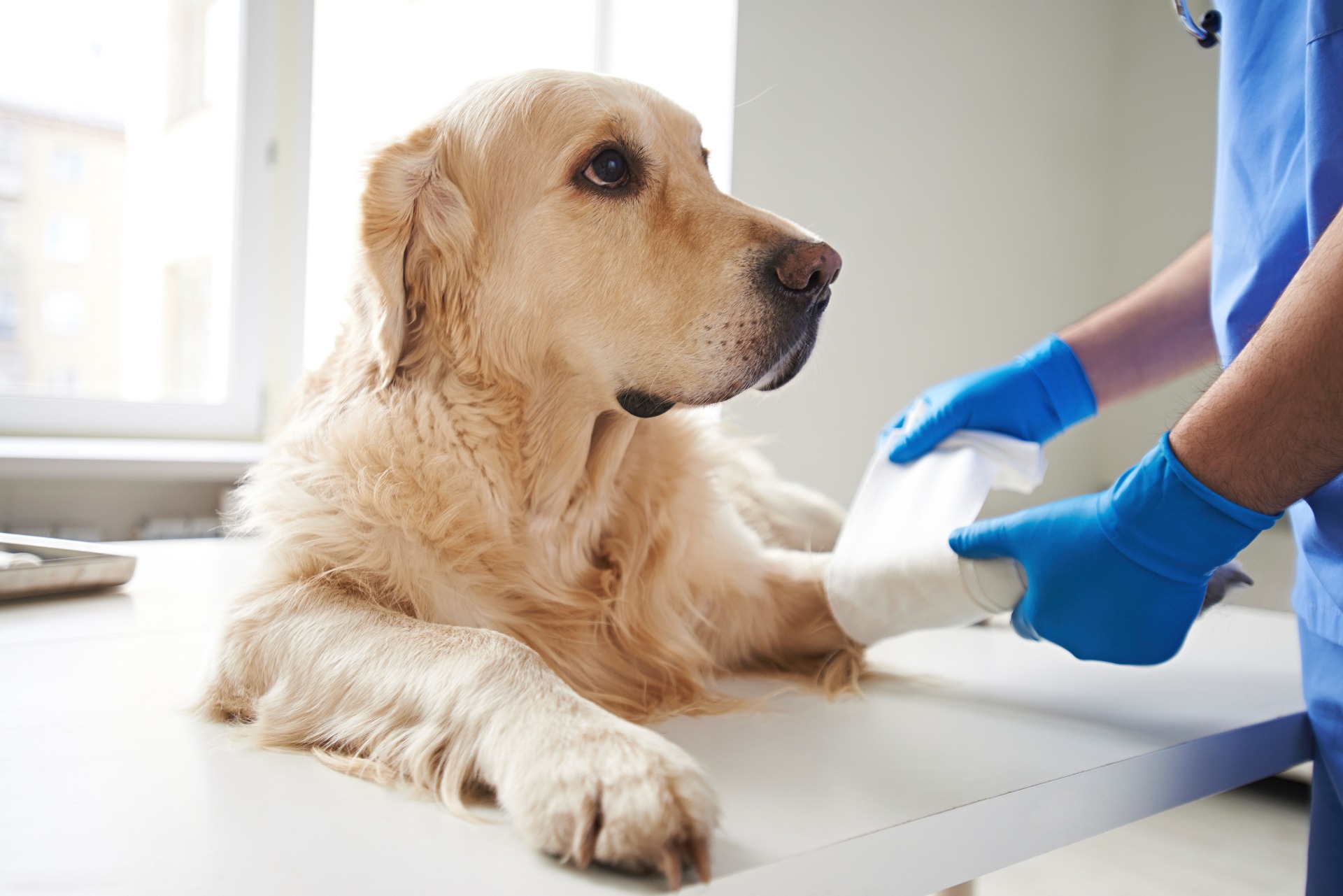 Localizzatore per Cani e Gatti