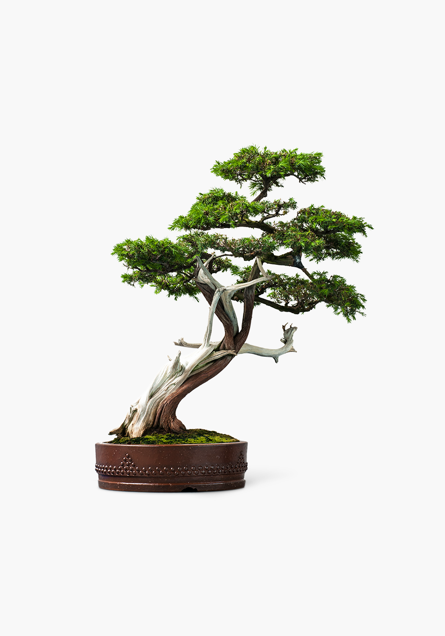  Type Of Bonsai Tree