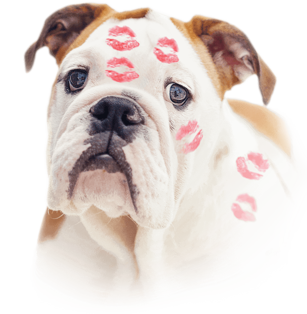 Das ist ein Hundeliebendes Ferienhaus das kann ich bestätigen!!