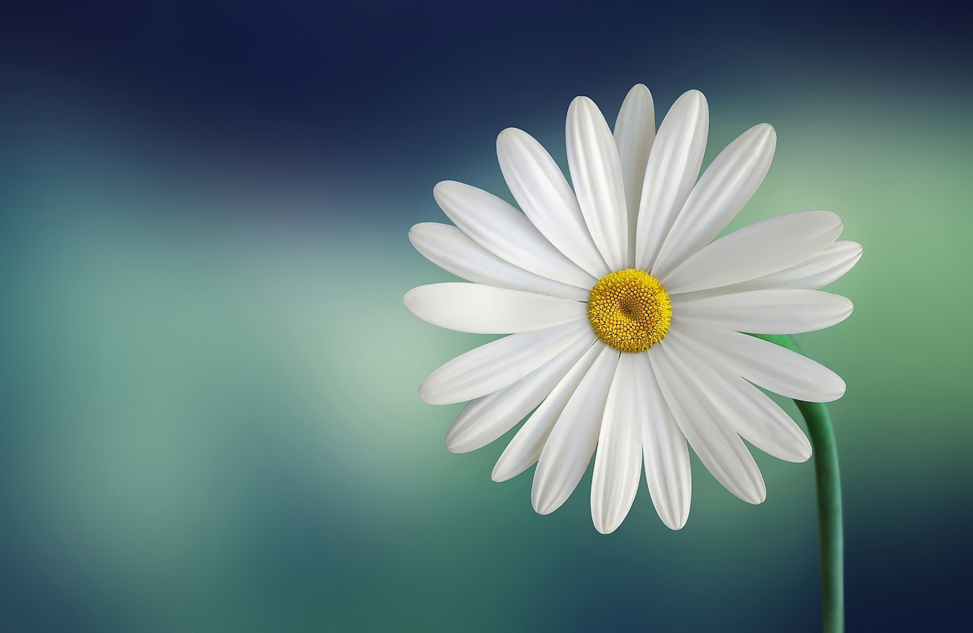 HOMEOPATHY