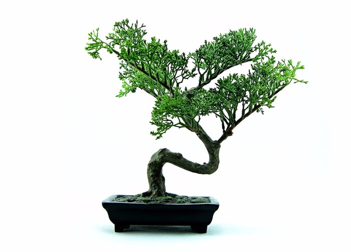 bonsai tree