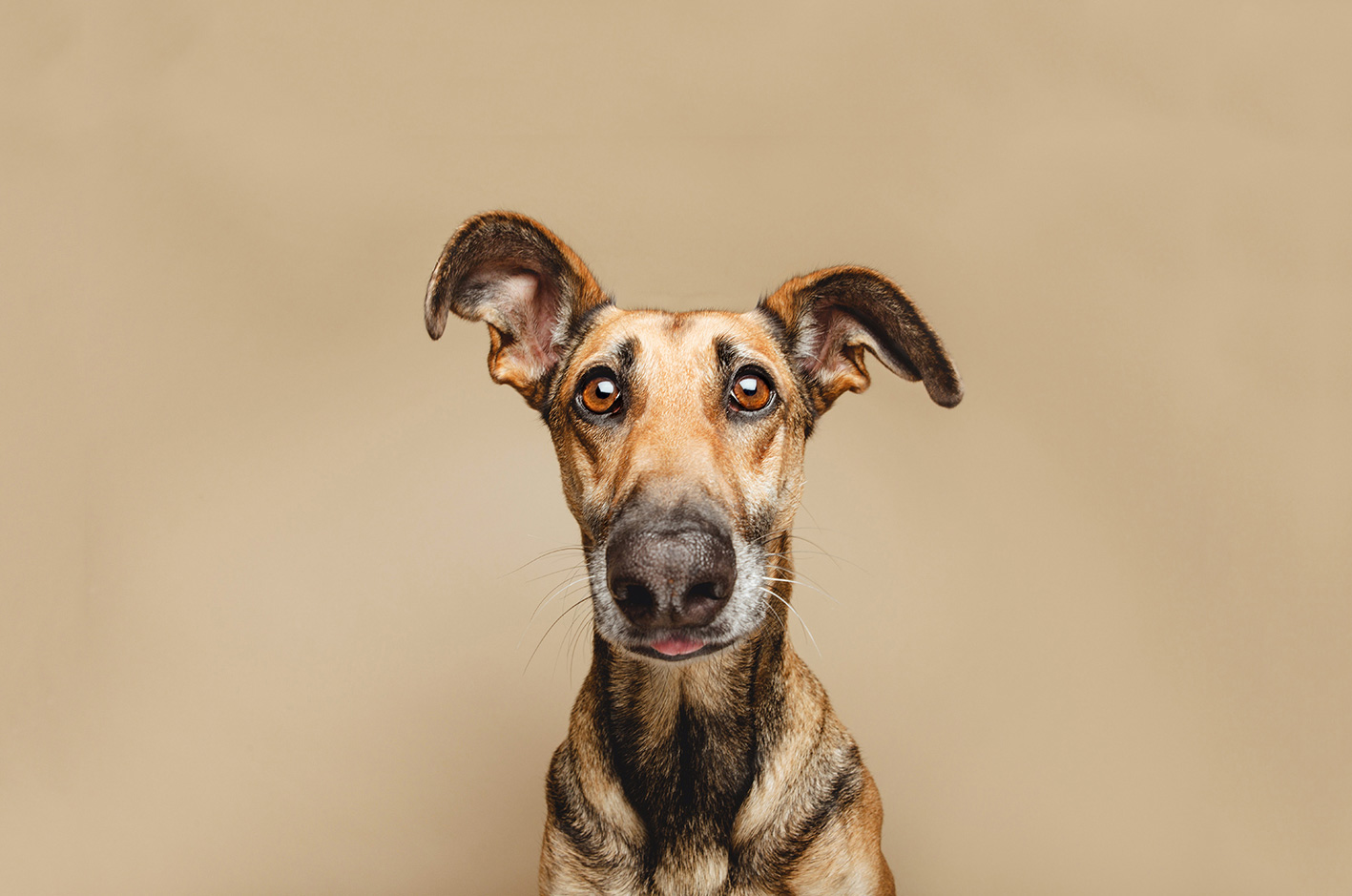 Die besten Hundetrainings für Zuhause
