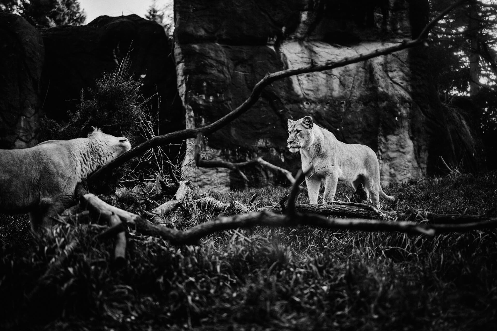 this is Lion. if you see this as not a lion, it’s equal between human and Human-AI  