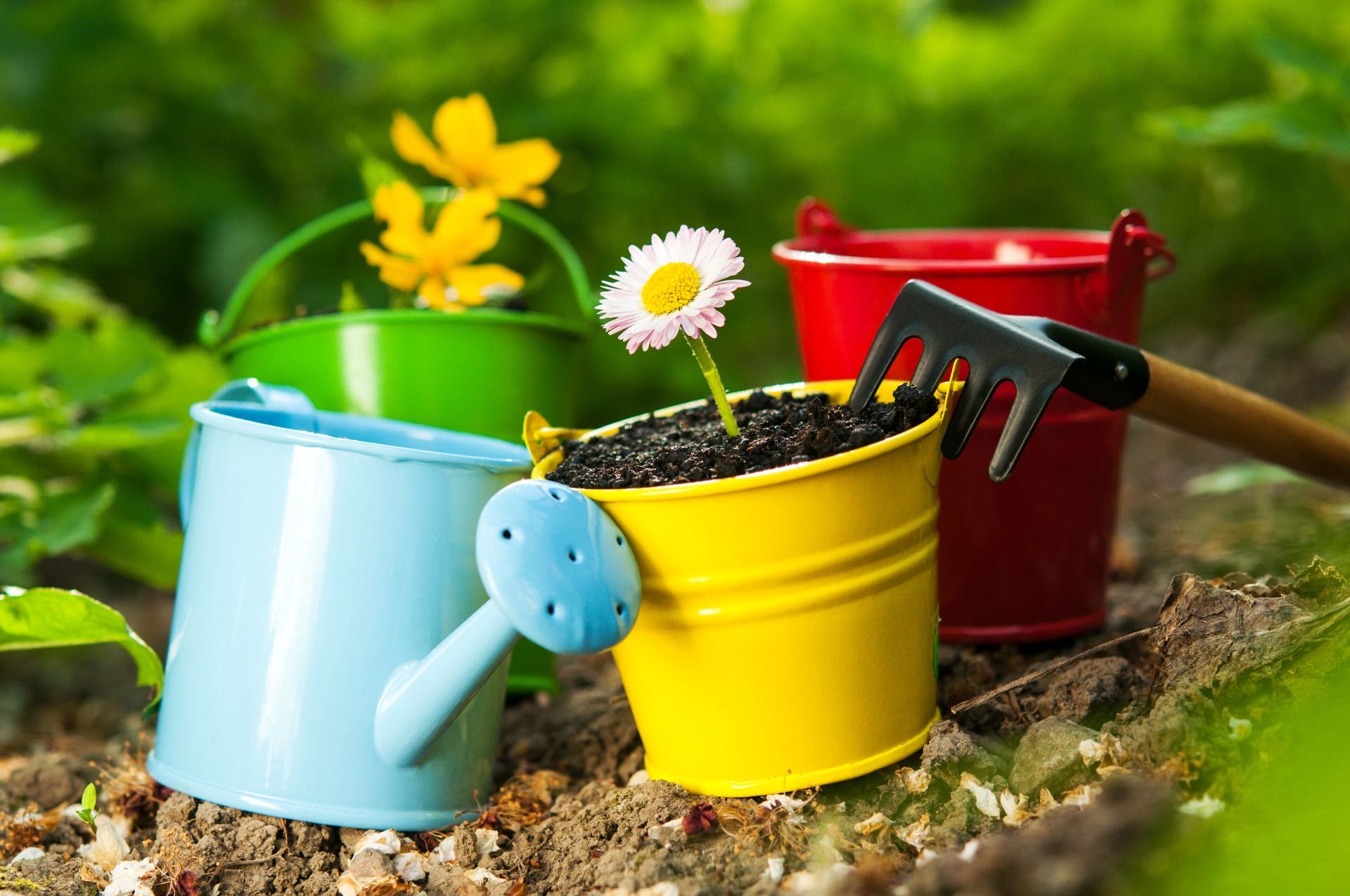 Colourful watering cans sit in soil, holding daisies and yellow flowers in a sunny garden.