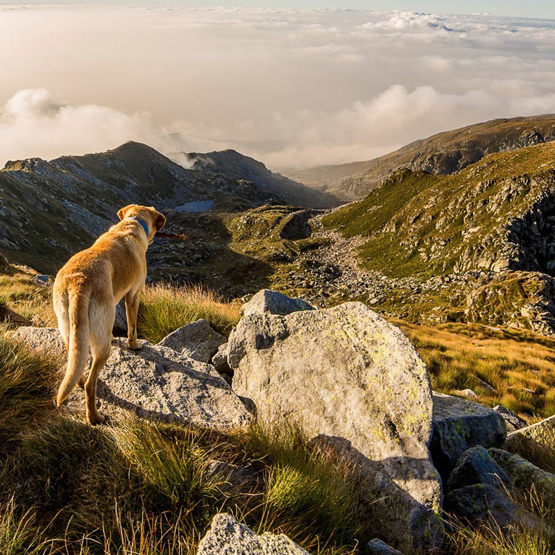 kommt "gema" wandern...