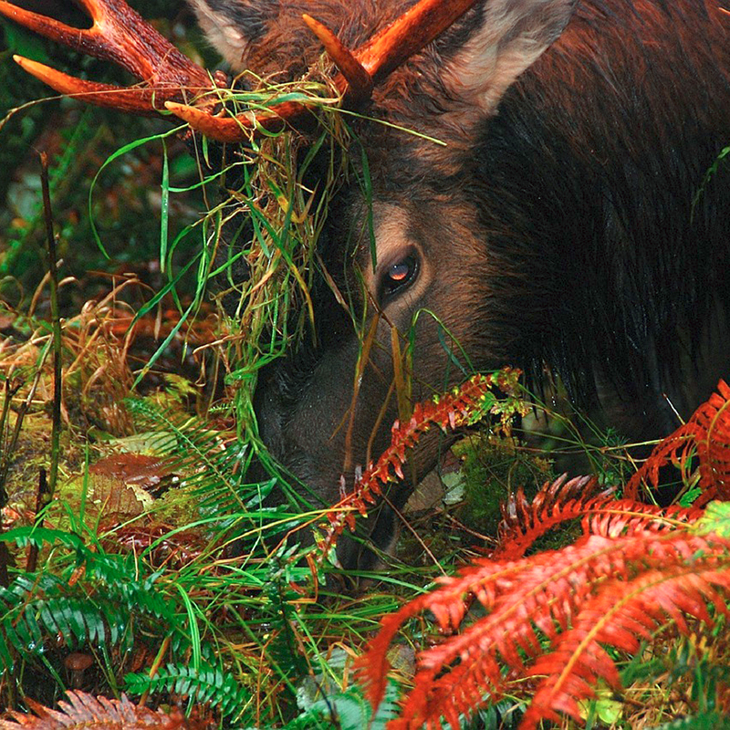 Moose eating ferns